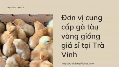 Gà con giá bao nhiêu? Trại gà tàu giống tại Trà Vinh