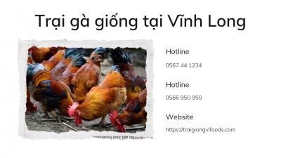 Gà con giá bao nhiêu? Trại gà tàu giống tại Vĩnh Long