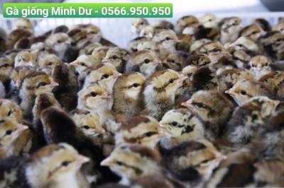 Gà giống Minh Dư - Giống gà ta chất lượng cao, phù hợp mọi mô hình chăn nuôi