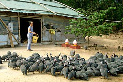 GÀ SAO GIỐNG - TRẠI GÀ GIỐNG CỦ CHI