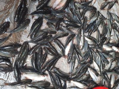Giá Cá Chốt giống Cá chốt thương phẩm ngày 20/11/2023