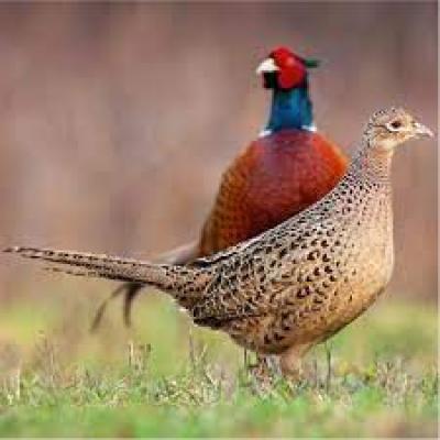 GIÁ CHIM TRĨ THỊT - TỔNG HỢP GIÁ CHIM TRĨ GIỐNG, CHIM TRĨ THỊT HIỆN NAY