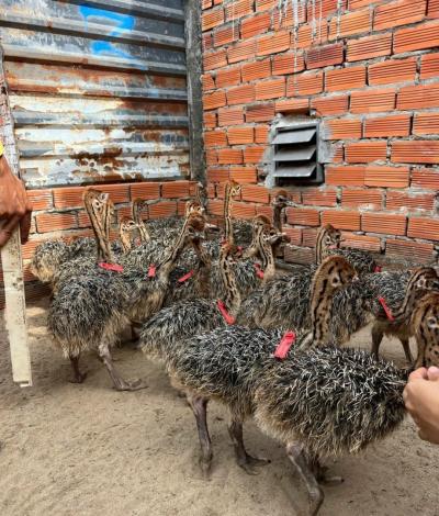 Giá đà điểu giống và địa chỉ mua uy tín toàn quốc