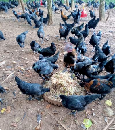 Giá gà Hmong giống Gà Hmong thịt ngày 20/11/2023