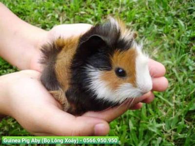 Guinea Pig Aby (Bọ Lông Xoáy)