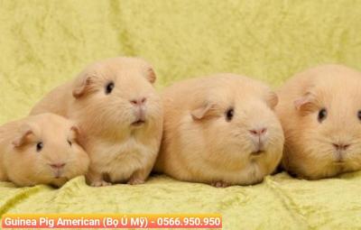 Guinea Pig American (Bọ Ú Mỹ)