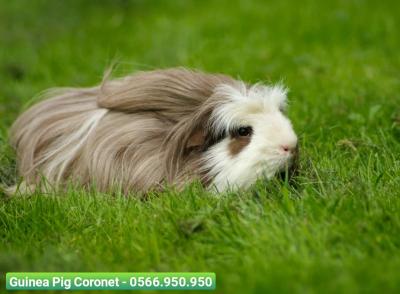 Guinea Pig Coronet (Bọ ú Coronet)