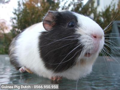 Guinea Pig Dutch (Bọ ú Hà Lan)