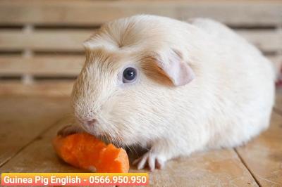 Guinea Pig England (Bọ ú Anh)