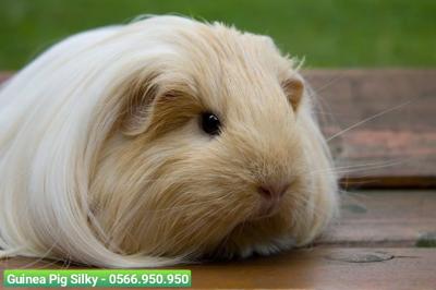 Guinea Pig Silky