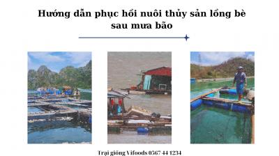 Hướng dẫn phục hồi nuôi thủy sản lồng bè sau mưa bão