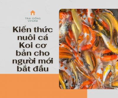 Kiến thức nuôi cá Koi cơ bản cho người mới bắt đầu