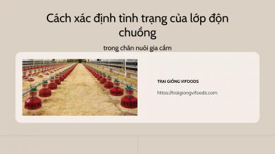 Làm thế nào để quản lý lớp độn chuồng trong chăn nuôi gia cầm hiệu quả?