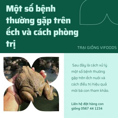 Một số bệnh thường gặp trên ếch và cách phòng trị