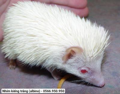 Nhím Kiểng Trắng (Albino)