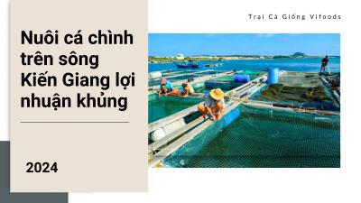 Nuôi cá chình trên sông Kiến Giang thu lợi cực khủng