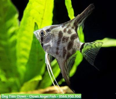 Ông Tiên Clown - Clown Angel Fish