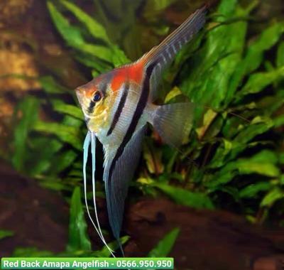 Ông Tiên Red Back - Red Back Amapa Angelfish