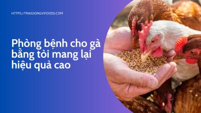 Phòng bệnh cho gà bằng tỏi mang lại hiệu quả cao