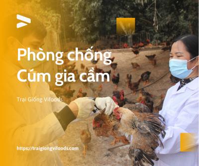 Phòng chống Cúm gia cầm - Thông tin quan trọng cho người chăn nuôi