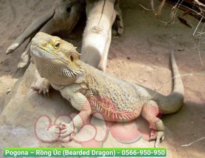 Pogona – Rồng Úc (Bearded Dragon)