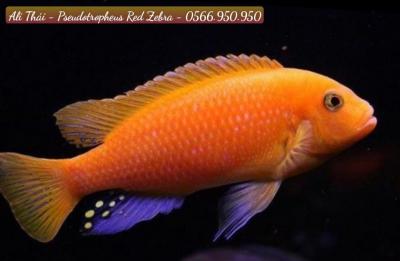 Pseudotropheus Red Zebra