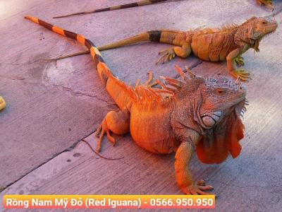 Rồng Nam Mỹ Đỏ (Red Iguana)