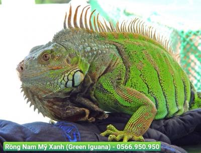 Rồng Nam Mỹ Xanh (Green Iguana)