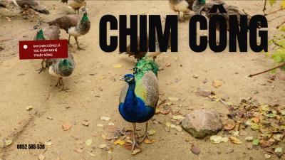 Tại Sao Giới Thượng Lưu Đang Săn Đón Chim Công Giống Tại Vifoods Trong Năm Nay?