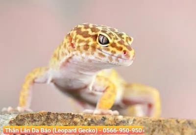 Thằn Lằn Da Báo (Leopard Gecko)