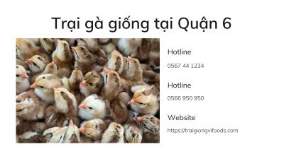 Trại cung cấp gà tàu vàng giống giá sỉ tại quận 6