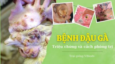 Triệu chứng và cách phòng trị bệnh đậu gà