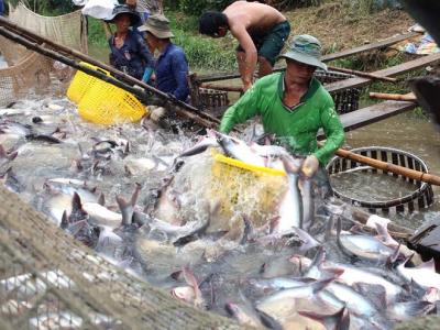 Việt Nam là nguồn cung duy nhất loài cá xếp vị trí thứ tư trong menu cá thịt trắng được ưa thích ở Trung Quốc