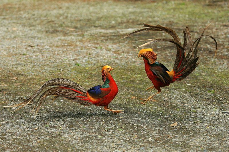 chim trĩ đỏ ở Hồ Chí Minh
