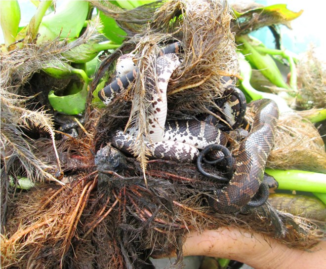 Rắn được nuôi trong vèo lưới kết hợp với thả lục bình, dây nilon, giúp tạo môi trường hoang dã cho rắn, đồng thời lục bình để lọc nước, che mát giúp rắn phát triển nhanh.