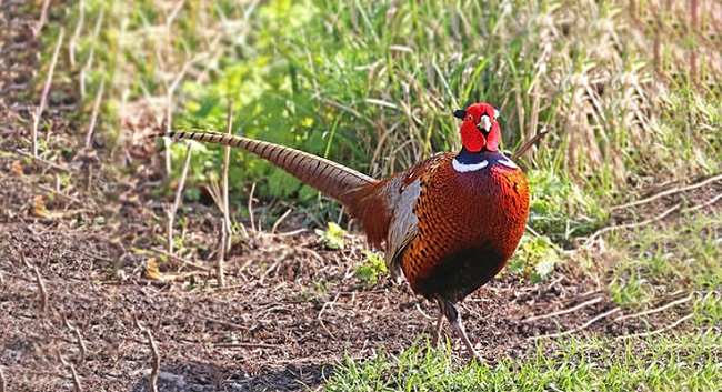 giá bán trĩ đỏ